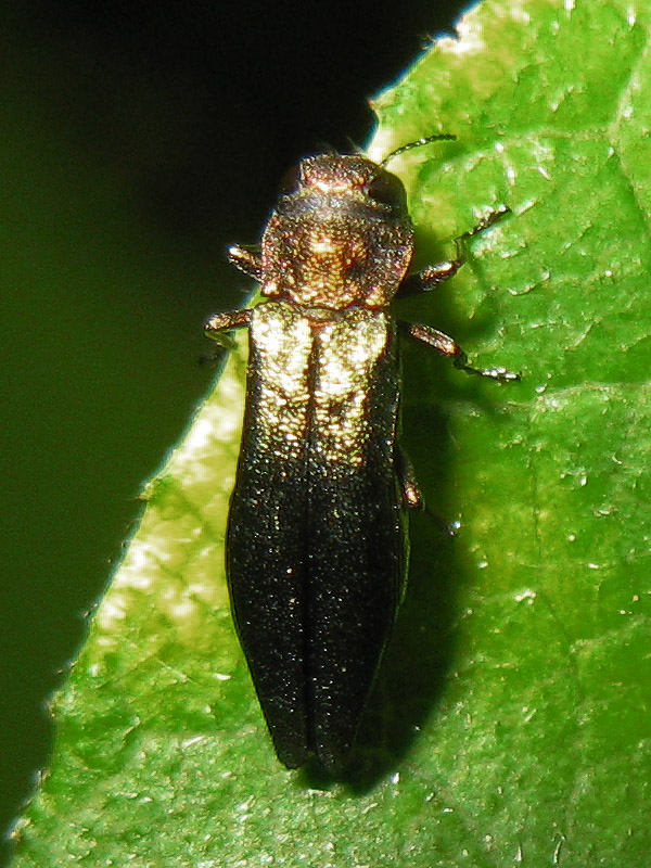 Buprestidae: Agrilus viridis, femmina